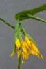 <em>Uvularia grandiflora</em>